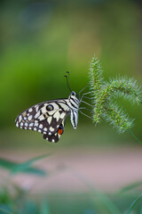 Papilio butterfly or The Common Lime Butterfly resting on the flower plants in its natural habitat with a nice soft green blurry background.