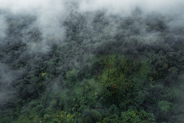 trees and mountains on rainy day