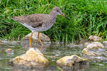 Redshank