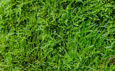 green moss. texture close up
