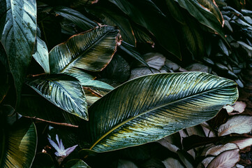 Calathea Ornata plant with big leaves