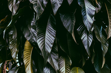 abstract green leaf texture, nature background, tropical leaf