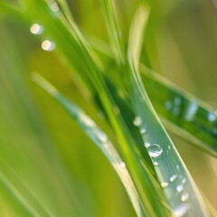 background of green grass with blurred dew, summer day