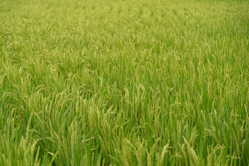 風に揺れる稲穂