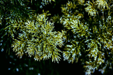 christmas tree lights