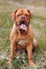 Portrait Dogue de Bordeaux. Dog French Mastiff pet