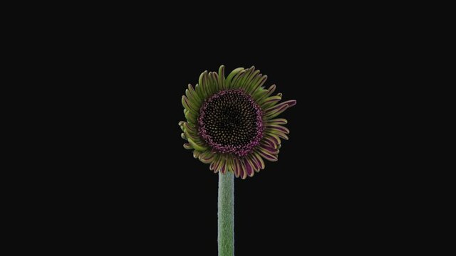 Time-lapse of growing and opening pink gerbera flower 4a3 in RGB + ALPHA matte format isolated on black background
