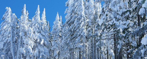 Winter panoramic view of the snowy forest in Oregon.