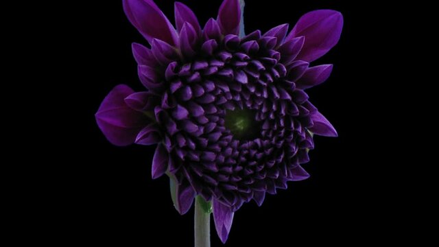 Time-lapse of blooming purple dahlia flower 5b3 in RGB + ALPHA matte format isolated on black background
