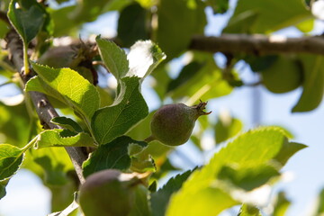 unripe apples on branches on a background of blue sky, harvest, food. summer.