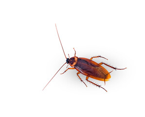 close-up cockroach isolated on white background(top view)