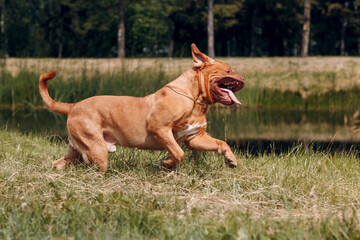 Portrait running Dogue de Bordeaux. Dog mastiff pet