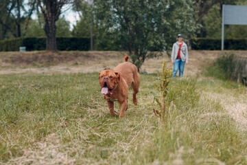 Portrait running Dogue de Bordeaux. Dog mastiff pet