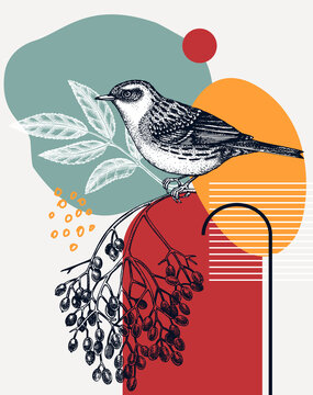 Hand-sketched Dunnock vector illustration. Perching bird on elderberry branch. Collage style illustration with geometric shapes and abstract elements. 