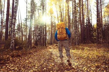 autumn camping in the forest, a male traveler is walking through the forest, yellow leaves landscape in October.