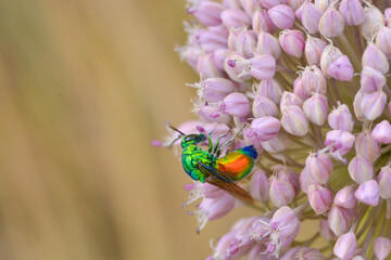 close up of an iridescent beetle on a pink garlic flower