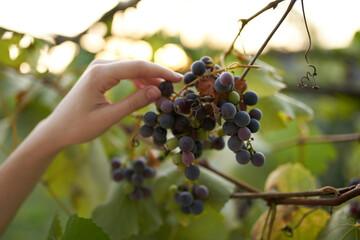 Dark grapes winemaking nature freshness sun