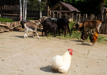 Close-up of feeding goats at the petting zoo. Young and old animals live in one enclosure. Sheep and goats in one place. Feeding sedge. Iron the ungulates.