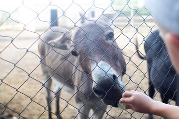 Close-up of a donkey in captivity. Contact zoo. Feeding animals by visitors to the menagerie. Donkey cabbage. The muzzle and jaws of the ungulate are visible in close-up