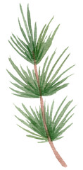 Hand painted watercolor pine clipart. Isolated on white background.