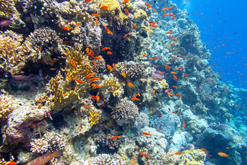 Colorful coral reef at the bottom of tropical sea, hard corals and fishes Anthias, underwater landscape