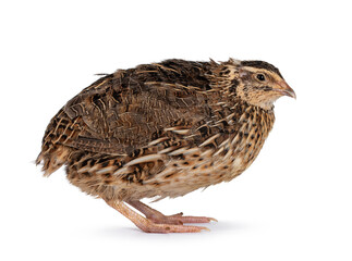 Roux brown Quail bird, standing side ways. Looking away from camera. isolated on a white background.
