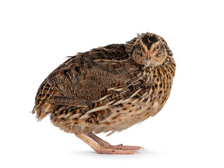 Roux brown Quail bird, standing side ways. Looking towards camera. isolated on a white background.