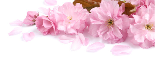 Beautiful pink sakura blossoms, leaves and petals isolated on white