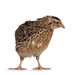 Roux brown Quail bird, standing facing front. Looking away from camera. isolated on a white background.