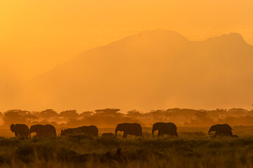 Paysage ombre chinoise coucher de soleil éléphants en contre jour en brousse Afrique, Kenya