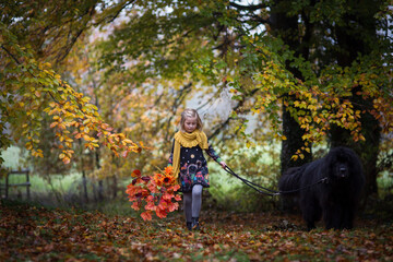 Blondes kleines Mädchen spielt mit ihrem schwarzen Neufundländer im Herbstwald. In der Hand hat sie den bunten Herbststrauß. Im Hintergrund ist feld, Holzzaun, Landschaft. 