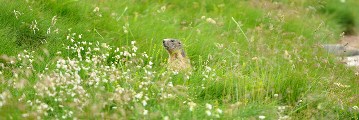 Marmottes