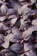 Red leaved basil