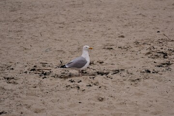 A seagull is sitting at the beach