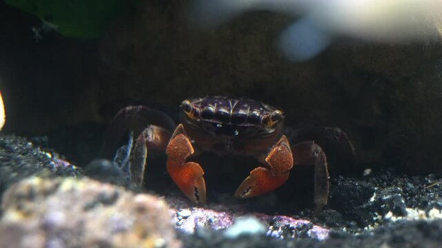 A red claw crab (Perisesarma bidens) places particles of food in her mouth with one claw.