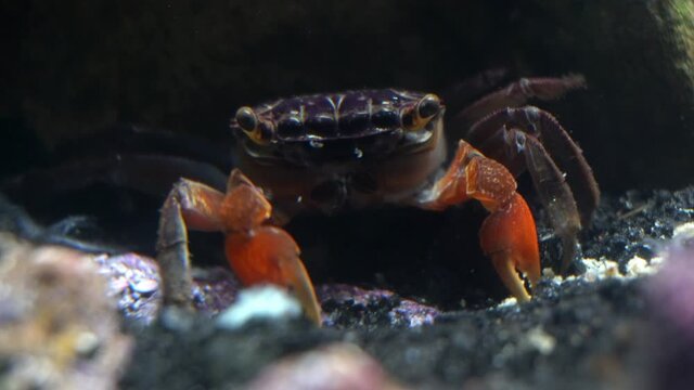 A red claw crab (Perisesarma bidens) picks detritus with her claws and eats it.