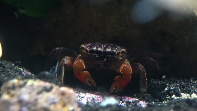 A red claw crab (Perisesarma bidens) picks up a particle of food.