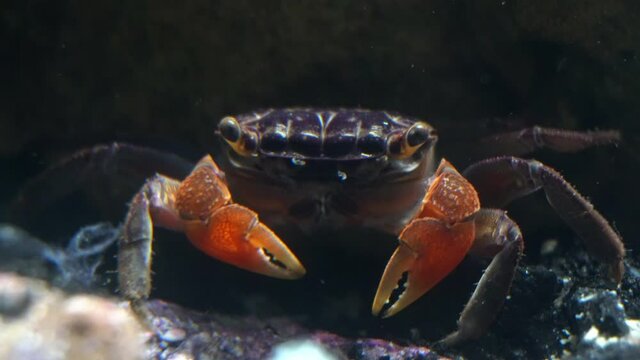 A red claw crab (Perisesarma bidens) picks at food with her claws.