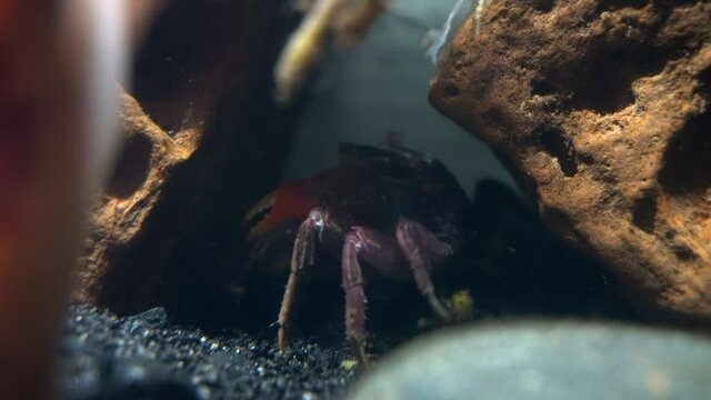 A red claw crab (Perisesarma bidens) crawls into a hiding space between rocks.