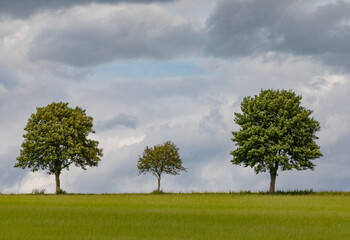 Three trees on the edge of the field