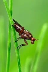 Fototapeten Marsh fly,  snail-killing fly // Hornfliege (Ilione cf. albiseta) © bennytrapp