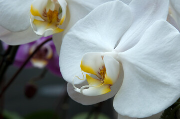 Sydney Australia, flowering white moth orchid with yellow and red markings