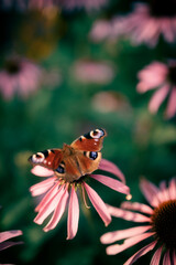 Beautiful butterfly in Echinacea wild flowers in morning haze light in nature close-up macro, copy space, cool blue tones. Delightful  artistic image..