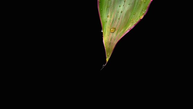 Water droplets rise up the leaf. Reverse shooting. High quality FullHD footage
