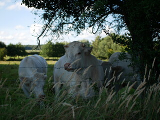 Vache dans un pr&eacute;