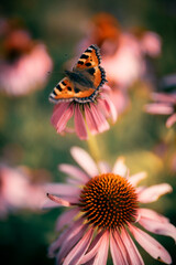 Beautiful butterfly in Echinacea wild flowers in morning haze light in nature close-up macro, copy space, cool blue tones. Delightful  artistic image..