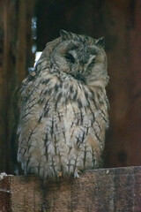 great horned owl
