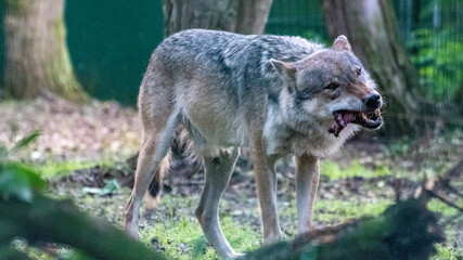 gray wolf lupus