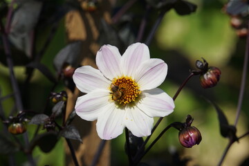 Bee on a dahlia flower