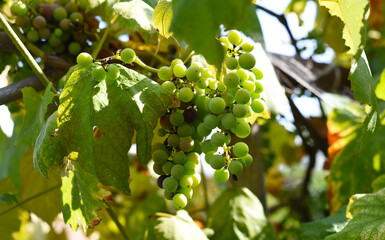 Bunch of unripe grapes hanging on a branch